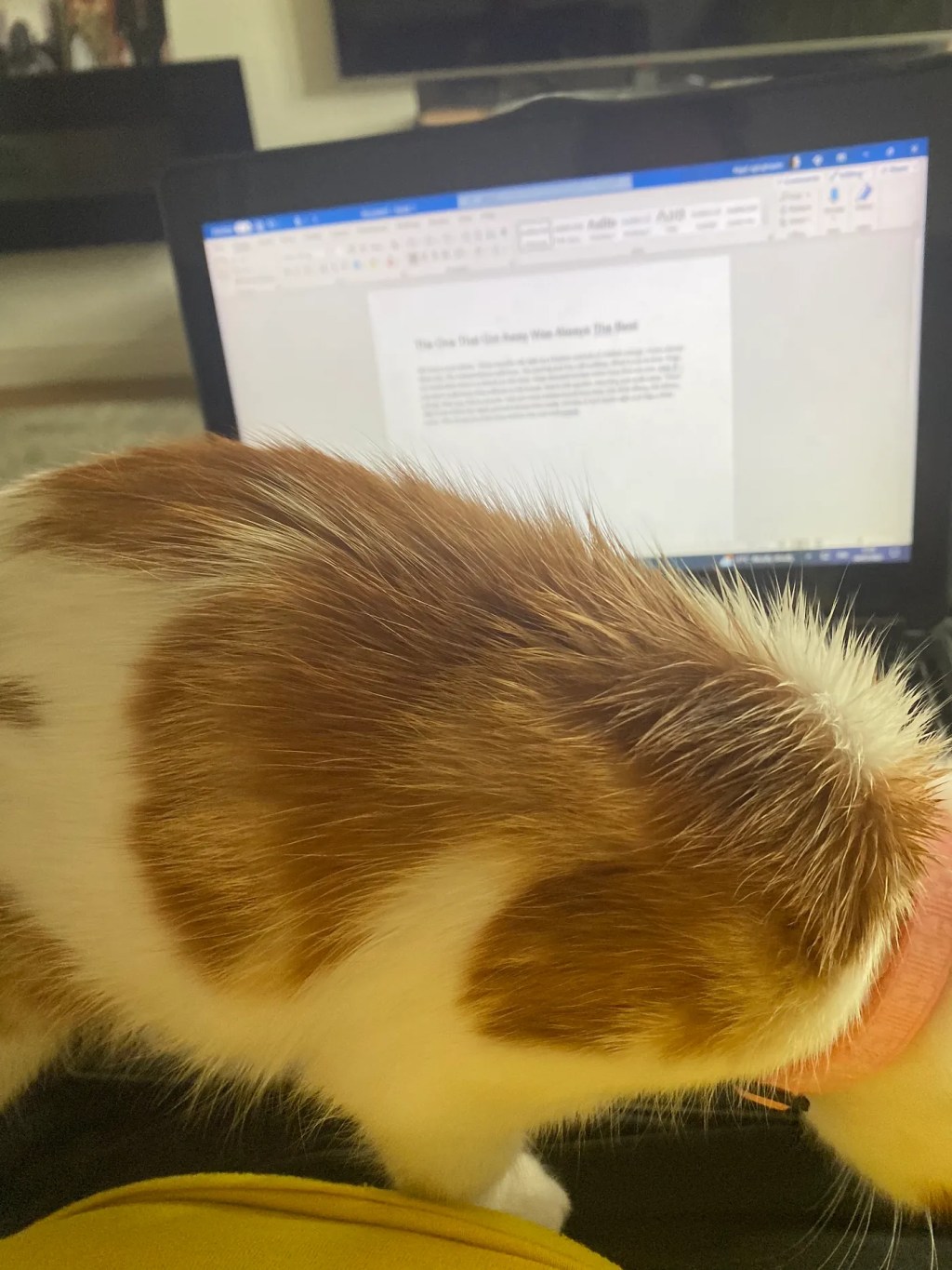 The Kitten that&nbsp;Spoils